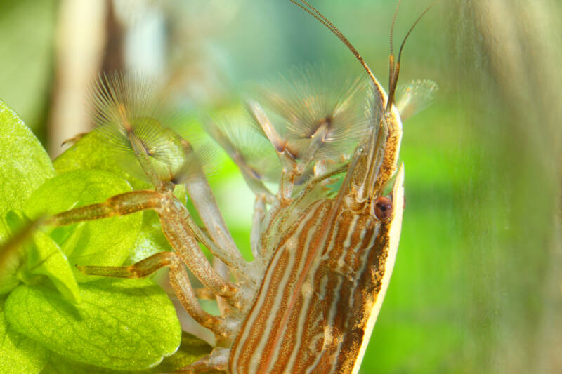 Bamboo Shrimp filtering water through its fans in aquarium