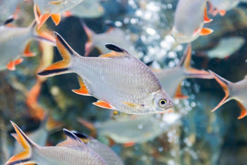 Tinfoil barb or Barbonymus schwanenfeldii in a freshwater aquarium