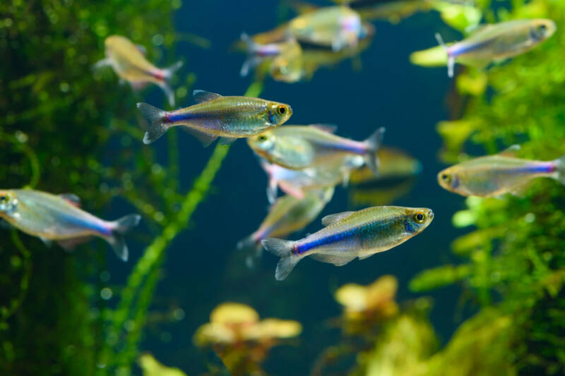 School of Boehlkea fredcochui known as well as Blue Tetra