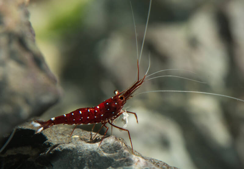 Sulawesi cardinal shrimp in freshwater aquarium