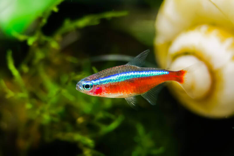 Cardinal tetra swimming in a planted aquarium