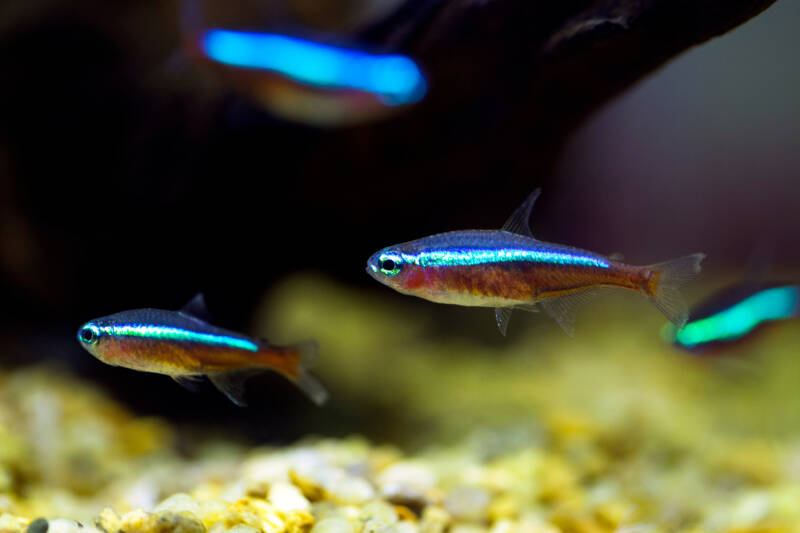 Couple cardinal tetras in freshwater fishtank