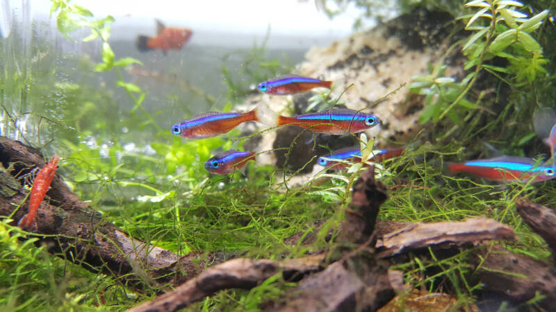 Cardinal Tetras in community freshwater aquarium tank