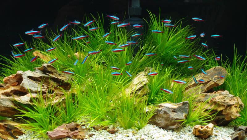 School of Cardinal tetras in a planted aquarium