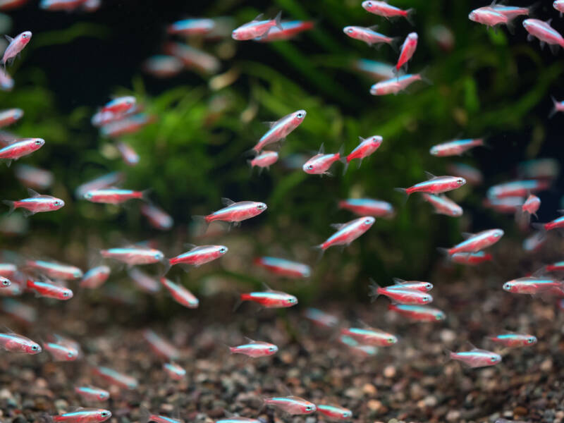 Big school of Cardinal tetras