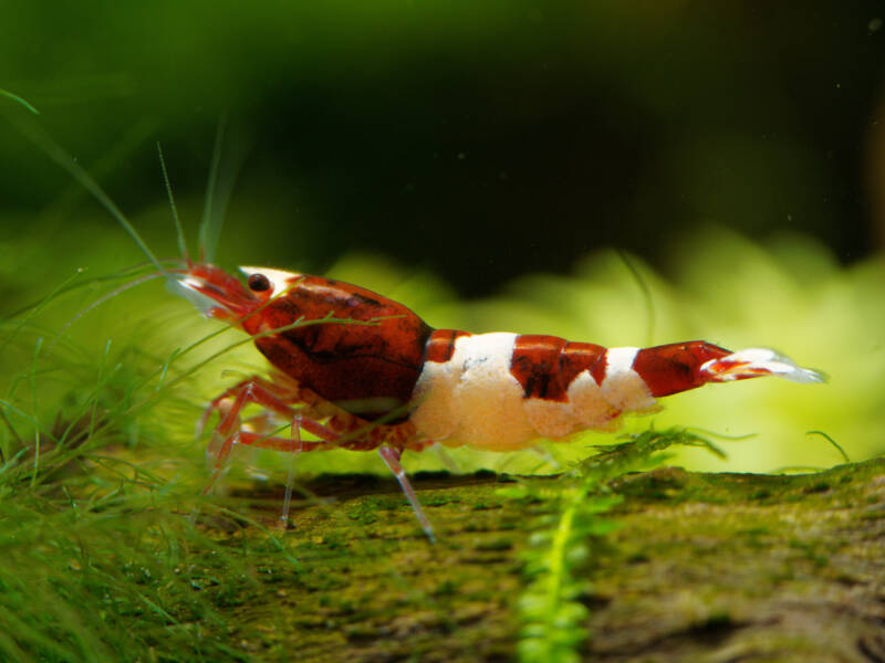 Freshwater shrimp Caridina logemanni staying on a driftwood in aquarium