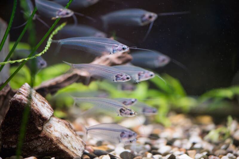 Tight school of glass catfish in the aquarium