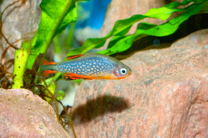 Celestichthys margaritatus also known as well as celestial pearl danio swimming near green aquatic plant in a freshwater aquarium