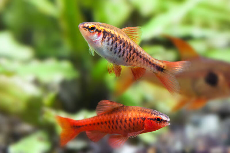 A couple of males of Cherry barbs or Puntius titteya navigating in a freshwater planted tank