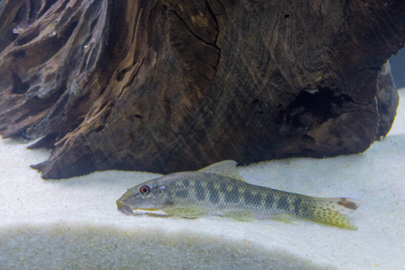 Chinese algae eater on the sandy bottom of an aquarium