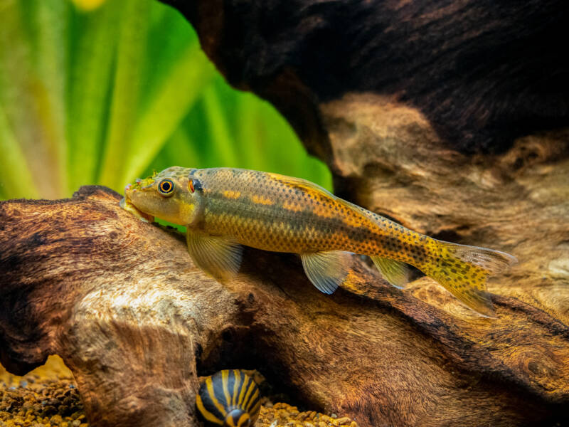 Chinese algae eater on driftwood