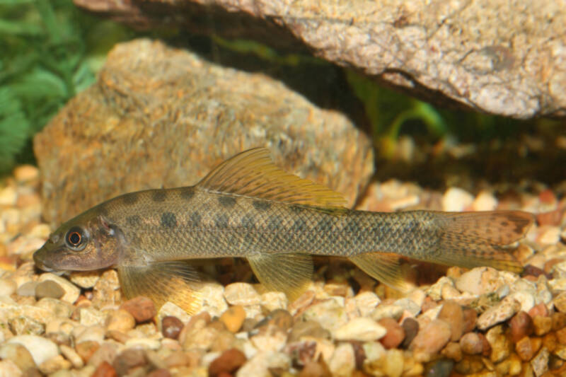 Chinese algae eater on gravel