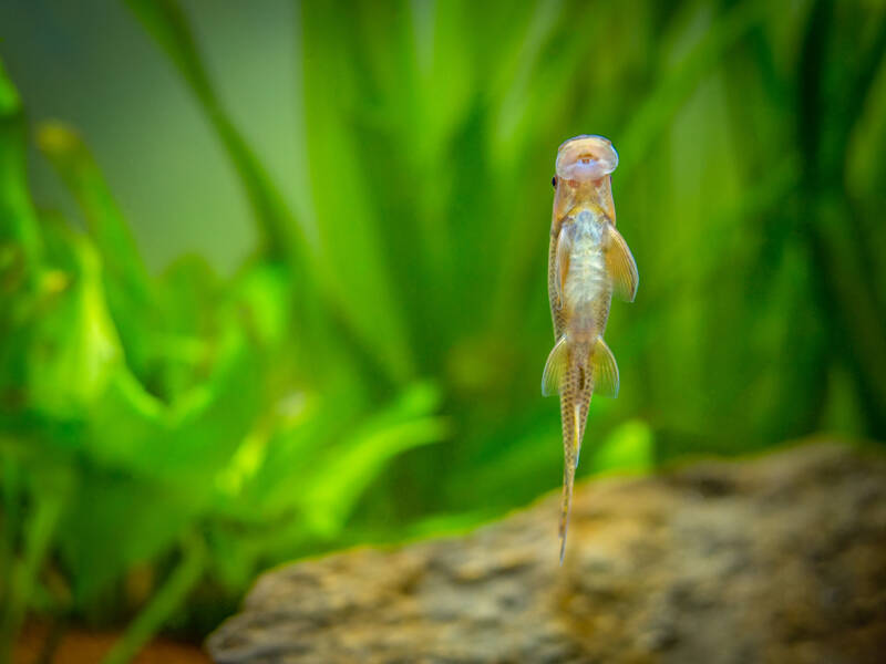 Chinese algae eater (Gyrinocheilus aymonieri) eating on the aquarium glass