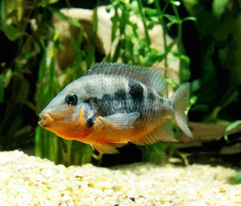 Firemouth Cichlid or Thorichthys meeki swimming in a planted aquarium