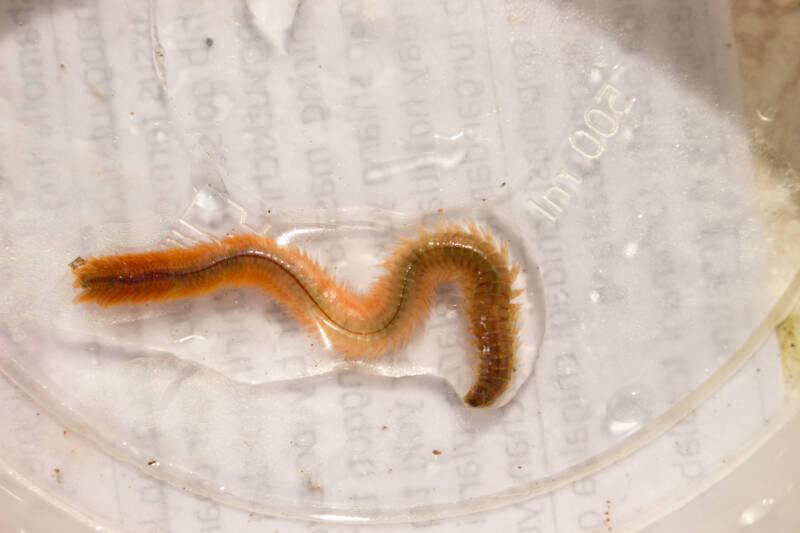 A Polychaete also know as bristle worm is ready to be fed to the aquarium fish