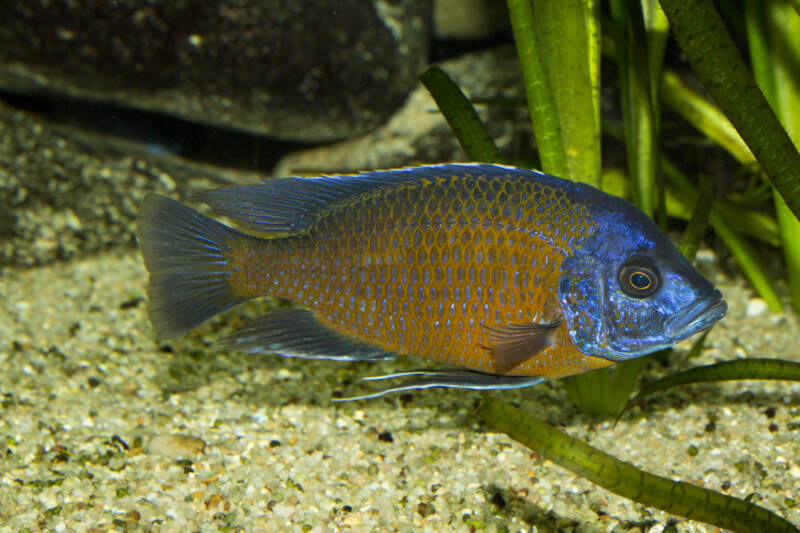 Copadichromis borleyi Kadango also known as Kadango Red Fin in a planted freshwater aquarium