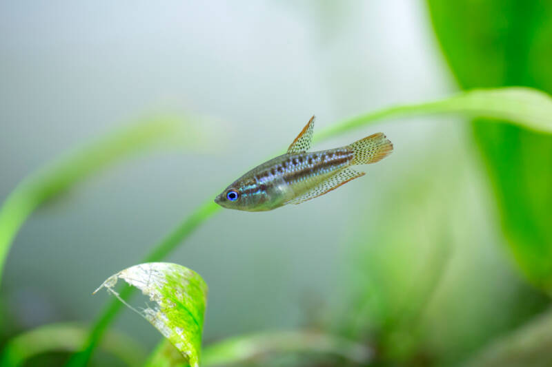 Trichopsis pumila also known as sparkling gourami swimming in a planted aquarium