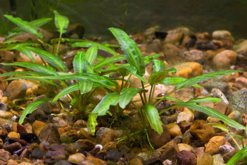 Cryptocorynes aquarium plant