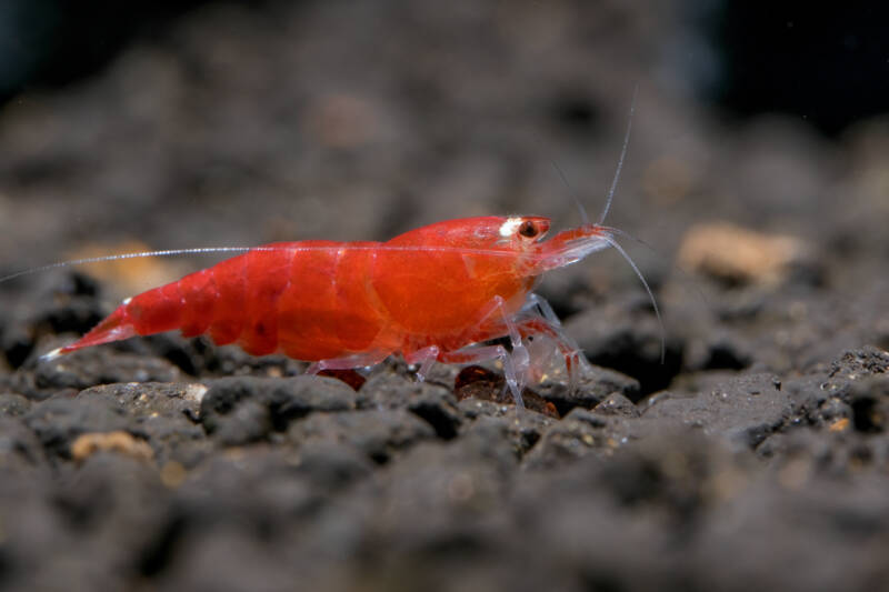 Crystal Red Shrimp on a dark substrate in aquarium