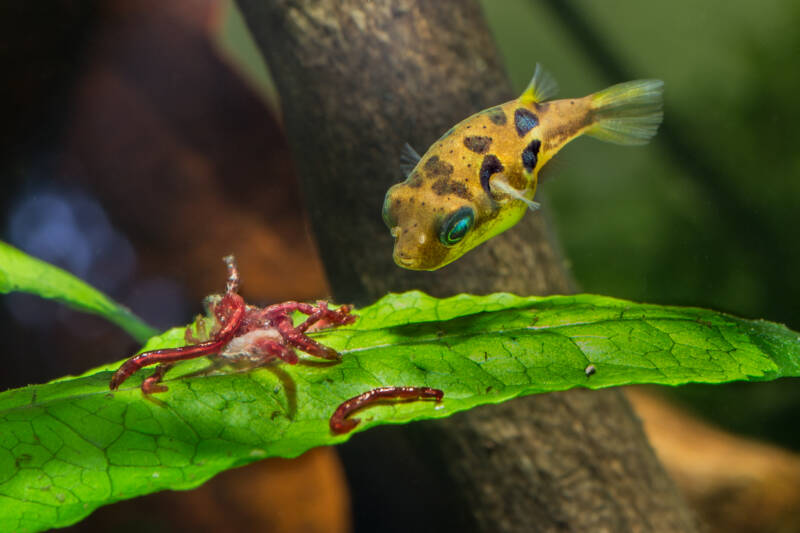 Dwarf pufferfish (Carinotetraodon travancoricus) eating bloodworms close-up