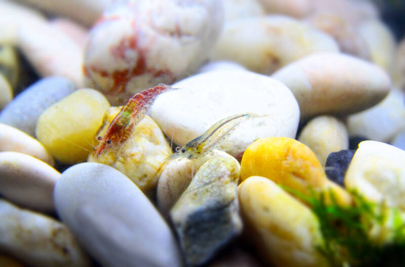 Cherry and Amano dwarf shrimps on the stones under water