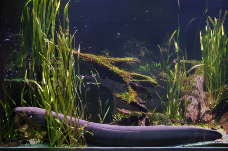 Long Electric Eel on the bottom of freshwater planted aquarium