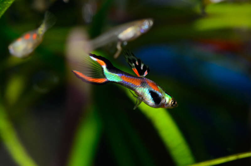 Endler's Livebearer known as well as Poecilia wingei navigating in a brackish water aquarium