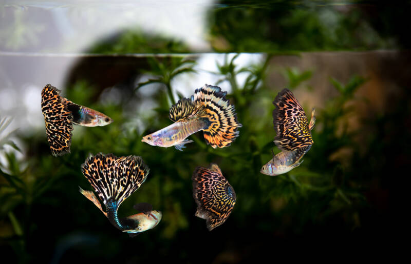 A school of fancy Guppies or Poecilia reticulata swimming in a brackish water aquarium