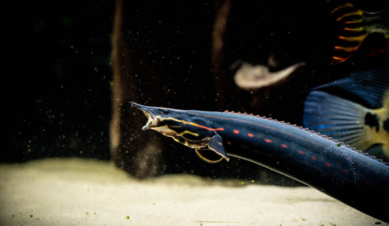 Close-up of the head of Mastacembelus erythrotaenia commonly known as Fire Eel in freshwater aquarium