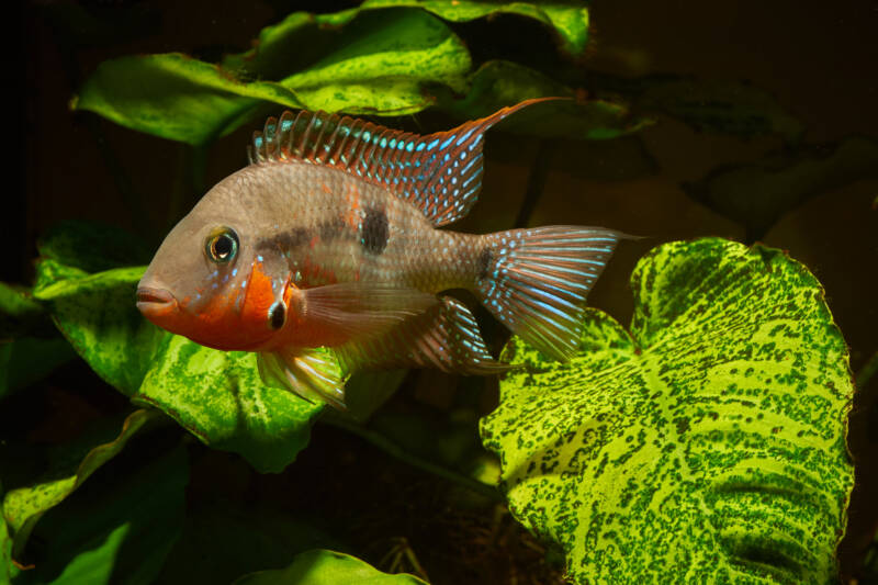 Thorichthys meeki known as well as firemouth cichlid swimming in a planted aquarium