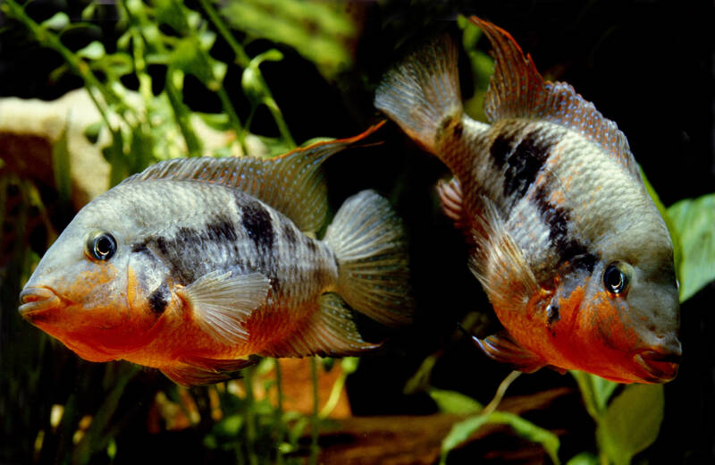 Firemouth Meeki pair