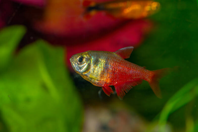 Flame tetra swimming in aquarium