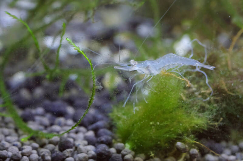 Ghost shrimp on a moss in an aquarium