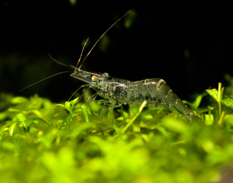 Ghost Shrimp ( Palaemonetes Paludosus) in freshwater aquarium