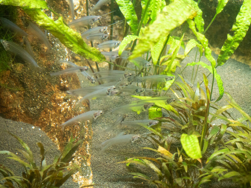 Glass Catfish or Kryptoptreus bicirrhis schoolling in the aquarium