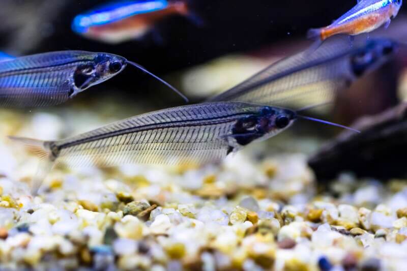 Glass Catfish in a community aquarium under dim light