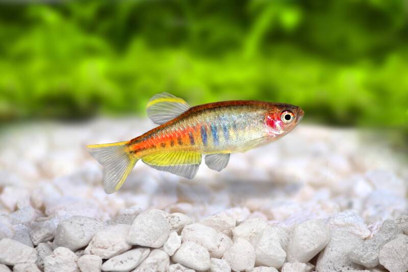 Close up of a Glowlight Danio known as well as Danio choprae in a freshwater aquarium