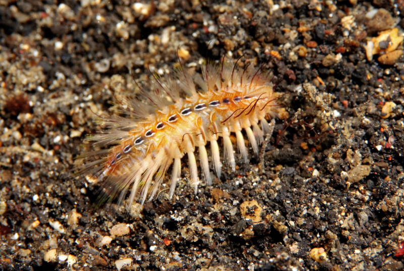 Chloeia flava known as well as Golden Bristle Worm searching for food in saltwater aquarium