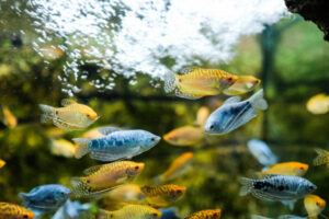 Gourami Care Guide: Types, Tank Setup & Health Tips