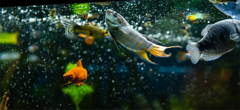 Paradise fish and marbled gourami on the surface of a freshwater aquarium