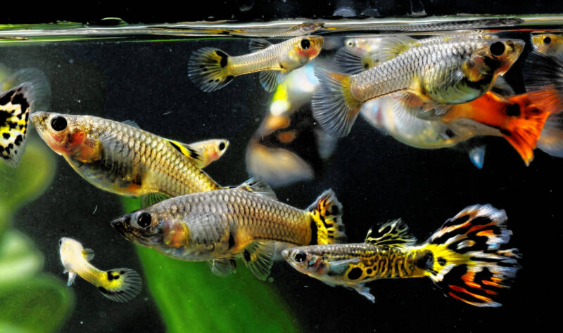 Feeding a school of guppies in a freshwater aquarium