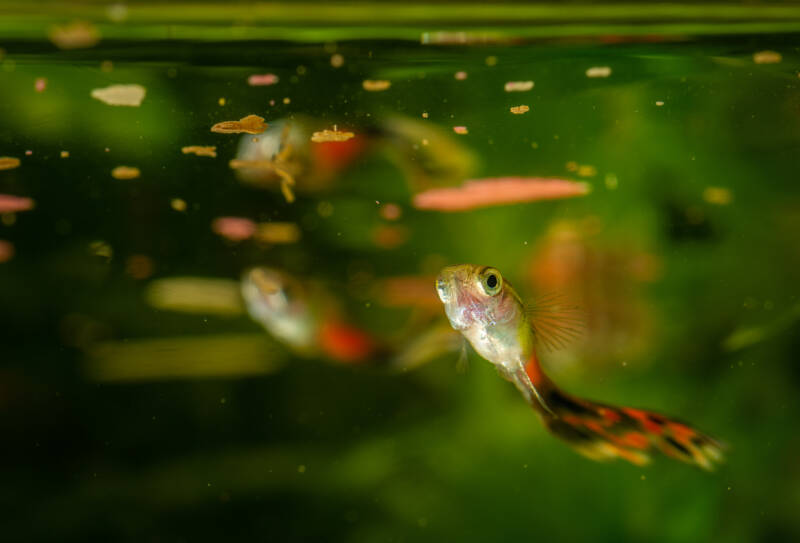 Feeding guppies some flakes in a freshwater aquarium