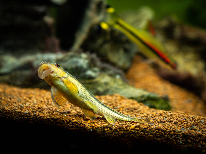 Chinese Algae Eater (Gyrinocheilus aymonieri) eating on the aquarium glass