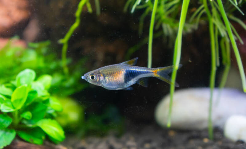 Harlequin rasbora, aquarium fish with water plant as background in tank