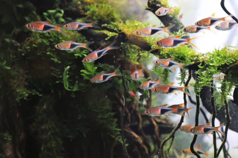 Trigonostigma heteromorpha also known as harlequin rasboras swimming in a planted freshwater aquarium