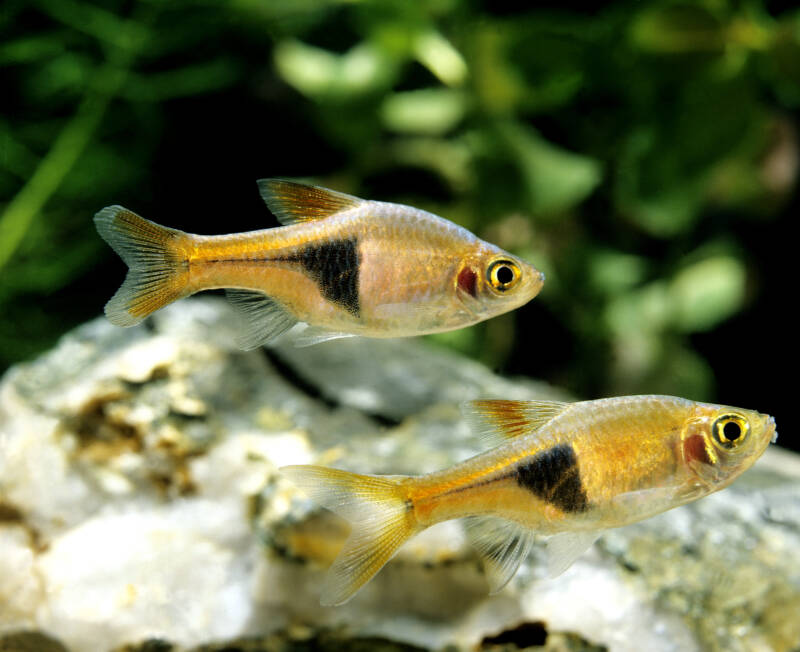 A couple of Trigonostigma heteromorpha also known as Harlequin Rasboras swimming in a planted freshwater aquarium