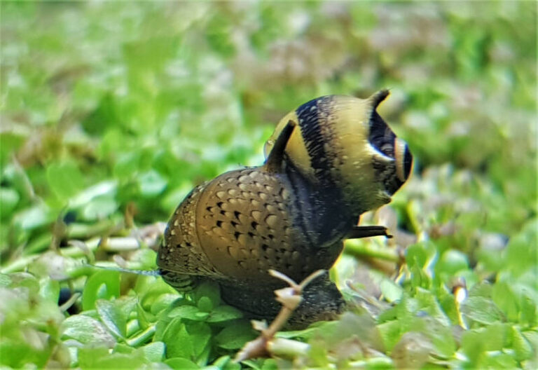 Nerite Snails: Care, Diet & Breeding Tips for Aquariums