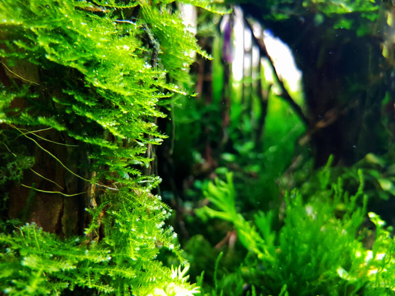 Java moss (Vesicularia dubyana) are growing in freshwater aquarium