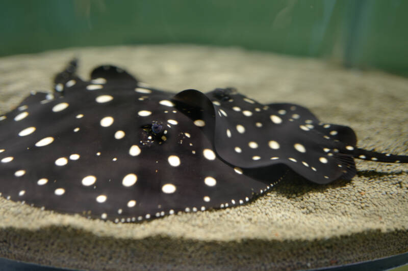 Potamotrygon leopoldi (Xingu River Ray) in a freshwater aquarium