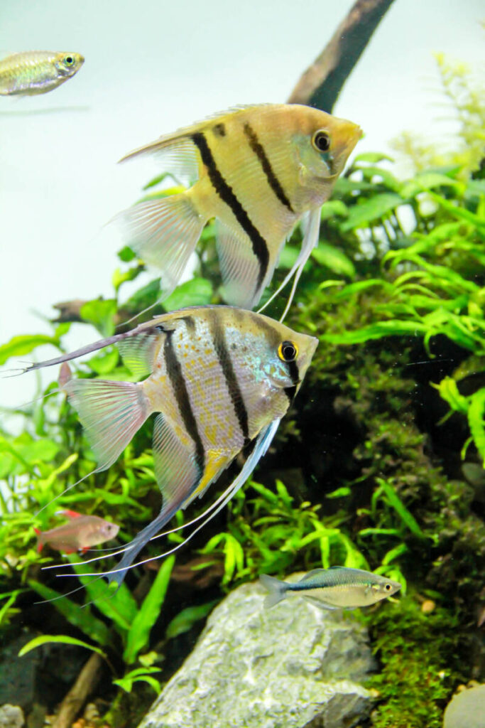 Freshwater Angelfish Care: Types, Tank Setup & Diet Tips